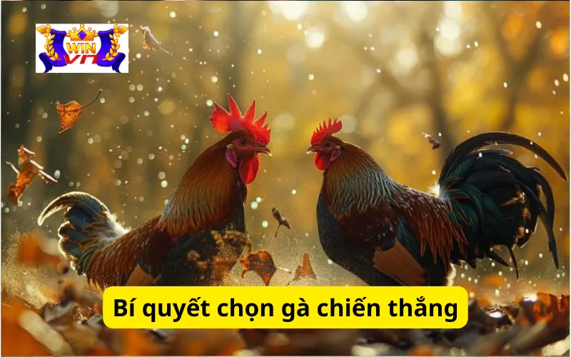 Bí quyết chọn gà chiến thắng