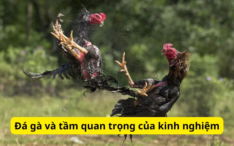 Đá gà và tầm quan trọng của kinh nghiệm