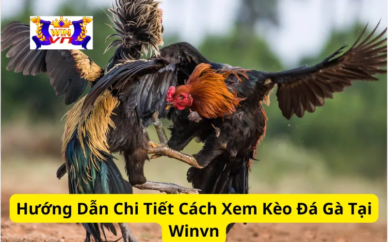 Hướng Dẫn Chi Tiết Cách Xem Kèo Đá Gà Tại Winvn