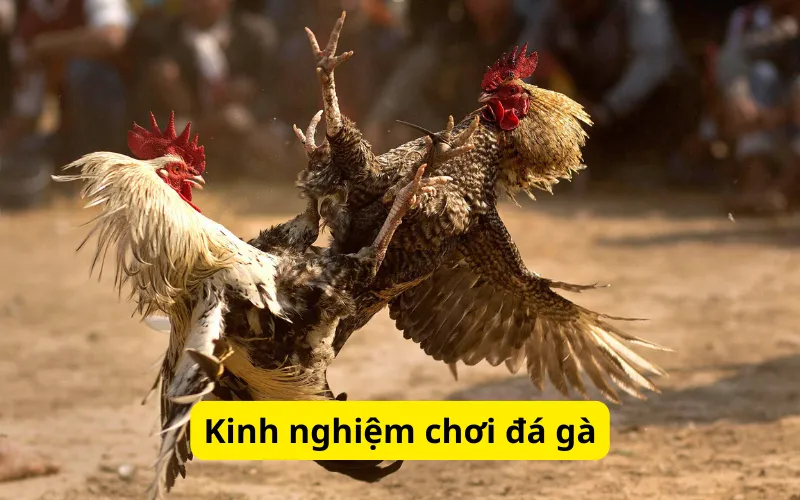 Kinh nghiệm chơi đá gà