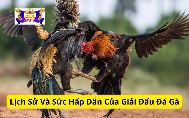 Lịch Sử Và Sức Hấp Dẫn Của Giải Đấu Đá Gà