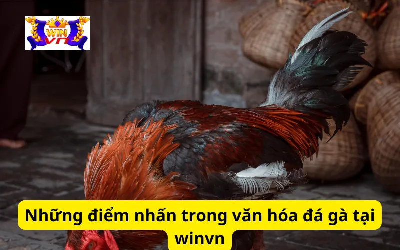 Những điểm nhấn trong văn hóa đá gà tại winvn