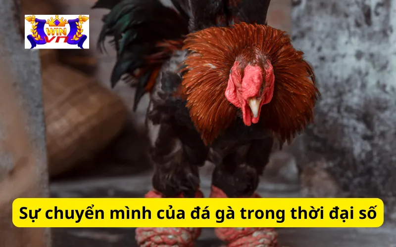 Sự chuyển mình của đá gà trong thời đại số