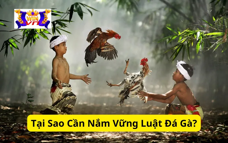 Tại Sao Cần Nắm Vững Luật Đá Gà?