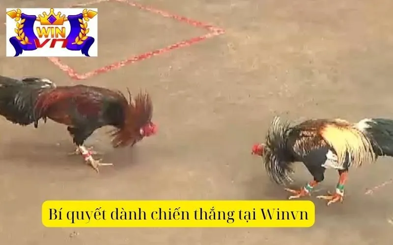 Bí quyết dành chiến thắng tại Winvn