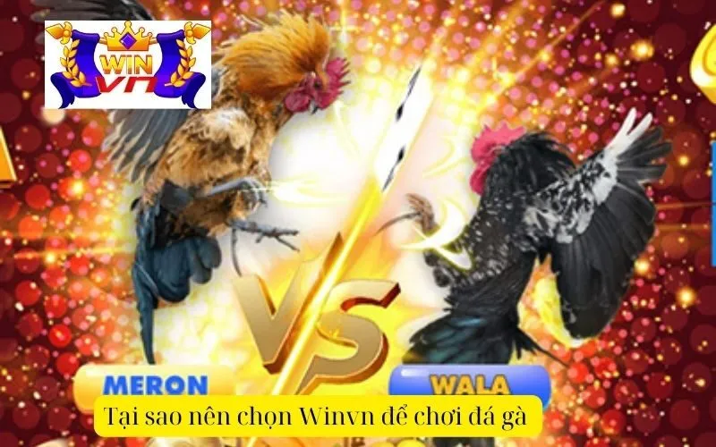 Tại sao nên chọn Winvn để chơi đá gà