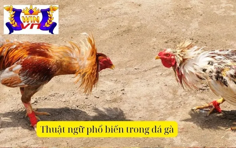 Thuật ngữ phổ biến trong đá gà