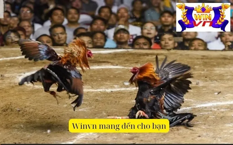 Winvn mang đến cho bạn