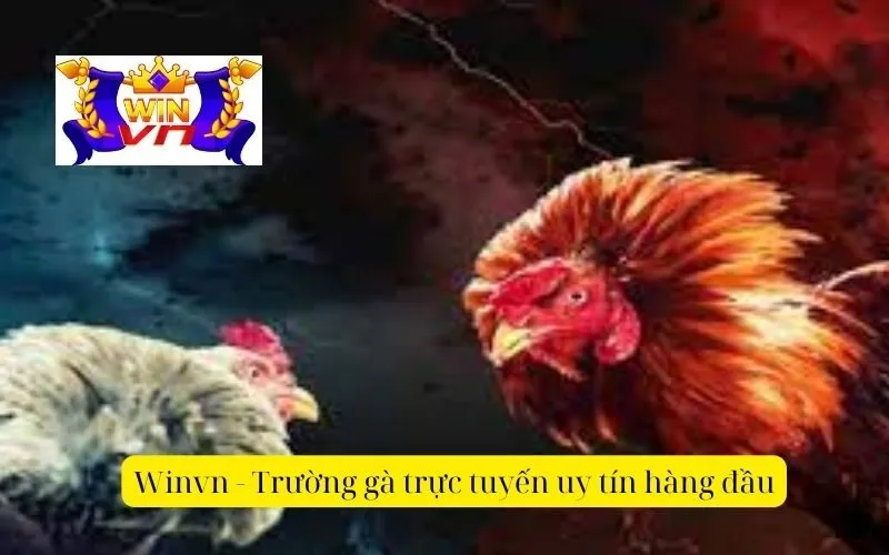 Winvn - Trường gà trực tuyến uy tín hàng đầu